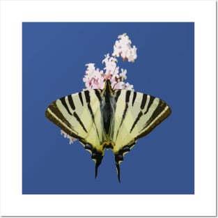 Swallowtail On Wild Garlic Flowers Cut Out Posters and Art